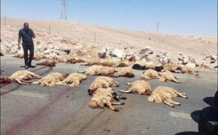 نفوق 150 رأس غنم بتدهور شاحنة في الزرقاء