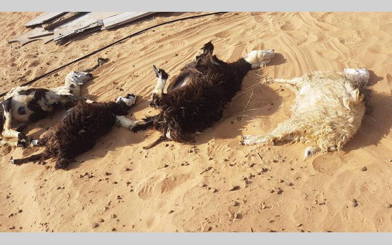 نفوق 110 رأس أغنام بحادث بالظليل