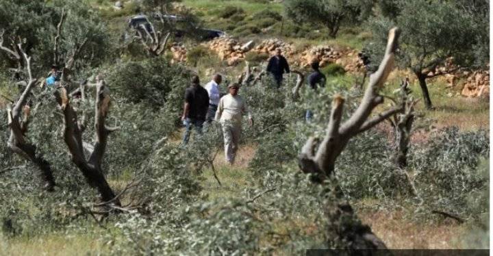 مستوطنون يقتلعون ويحطمون أكثر من 300 شجرة زيتون في رام الله