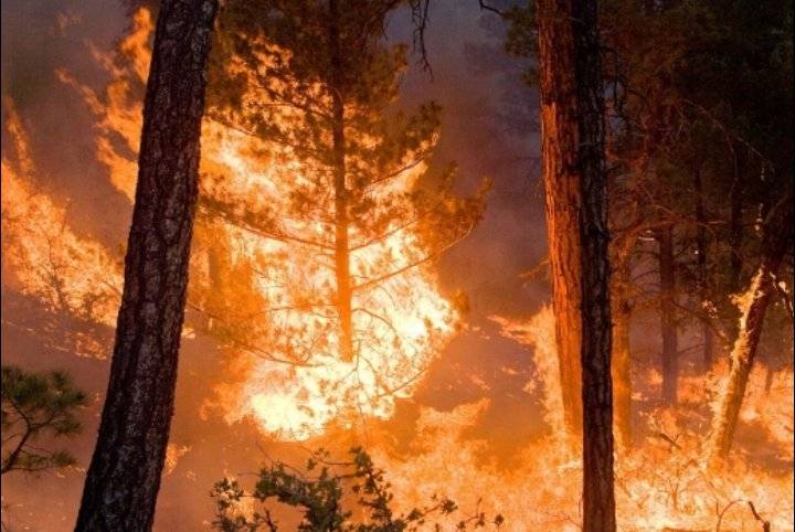 الحنيفات: صرف تعويضات المزارعين المتضررين من حرائق الإحتلال نهاية الشهر