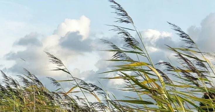 هبوب رياح شرقية على المملكة نهاية الأسبوع