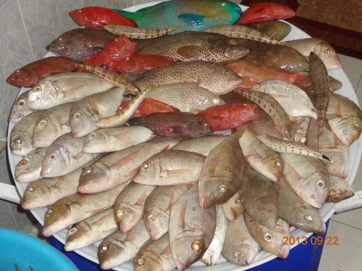 انتاج الاردن من الاسماك يشكل 4 من احتياجاته