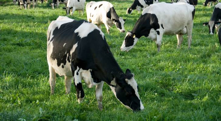 ائتلاف مربي الأبقار: الأردن ينتج 900 طن من الحليب