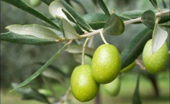 الإفتاء تحدد نصاب الزيتون الذي تجب فيه الزكاة