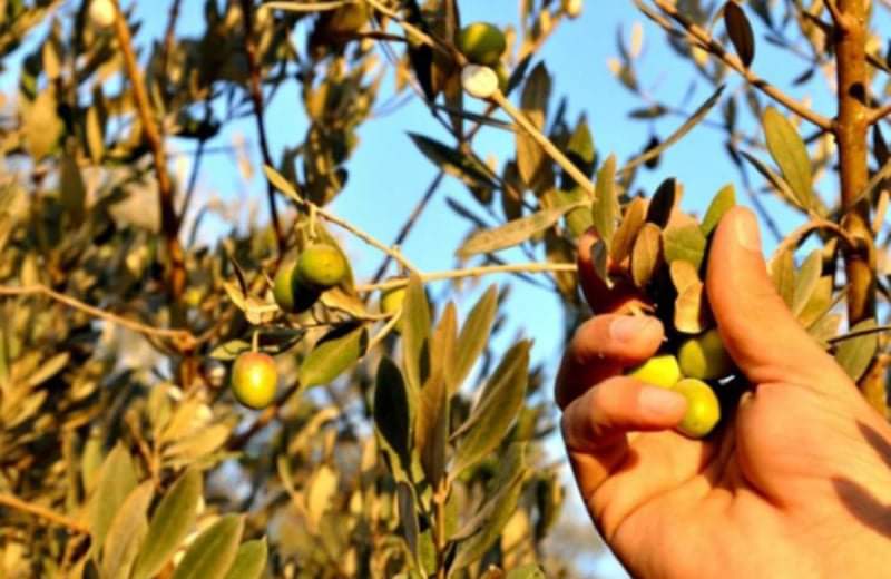 عجلون: موسم الزيتون مصدر رزق للعديد من العائلات