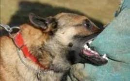 الصحة: (56) آلاف حالة عقر كلاب في المملكة سنويا