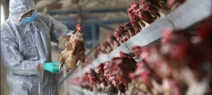 رصد حالات إصابة بانفلونزا الطيور في كل من بريطانيا والدنمارك