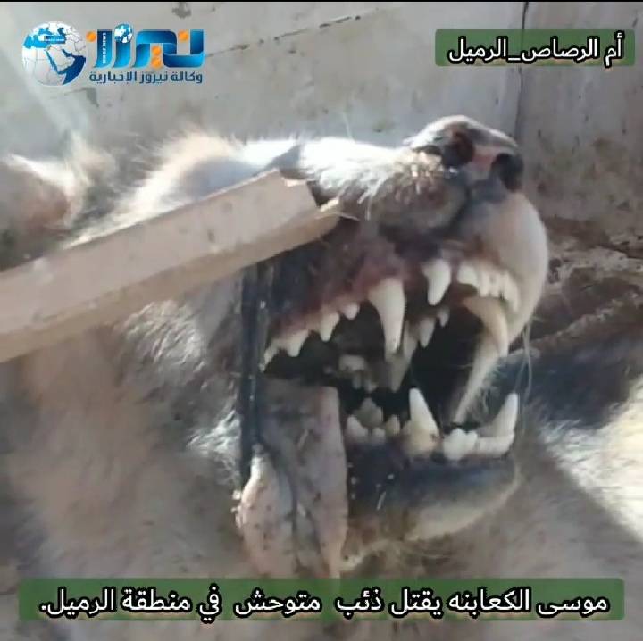 الكعابنة يقتل ذئب متوحش في منطقة الرميل في أم الرصاص... فيديو وصور.