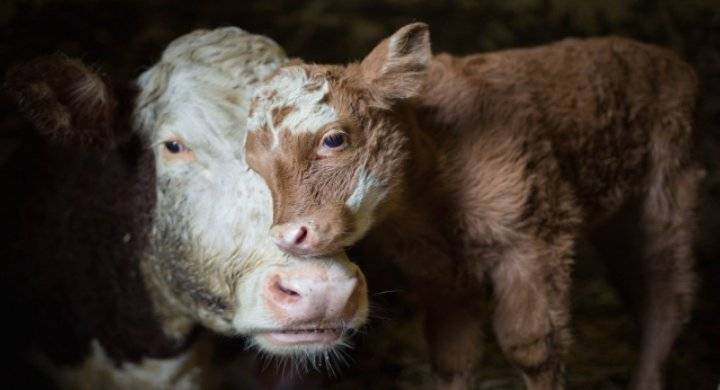 الحمى القلاعية تغلق سوق سحاب للمواشي