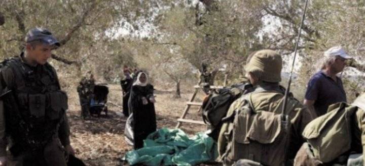 مستوطنون يعتدون على مزارعين فلسطينيين شمال الخليل