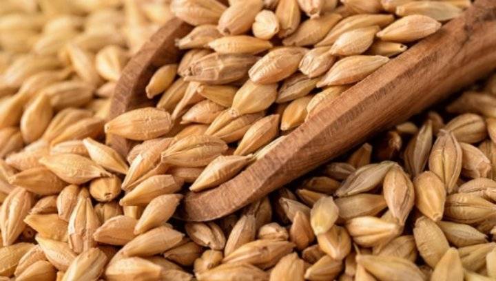 طرح مناقصة لشراء 120 ألف طن شعير