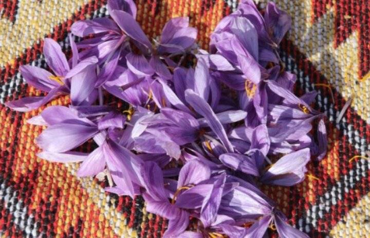 محصول الدونم الواحد ب10 آلاف دينار.. الحنيفات يدعو لزراعة الزعفران