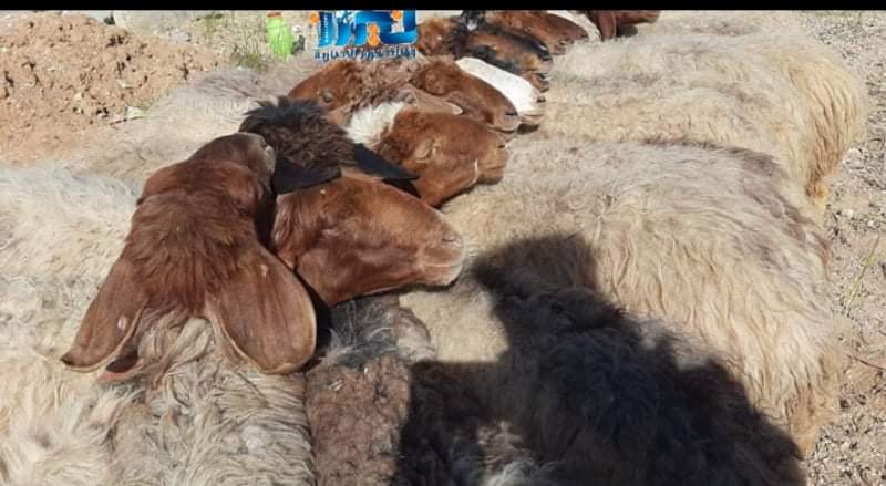 الزراعة: تمديد إغلاق سوق الحلال في سحاب لأسبوعين