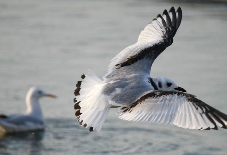 تسجيل طيور نادرة في العقبة ...صور