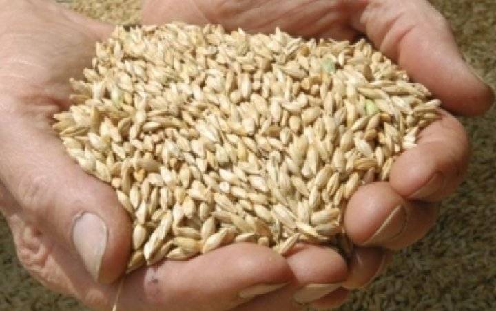 اختفاء 43 طنا من الشعير والنخالة بمستودعات وزارة الصناعة