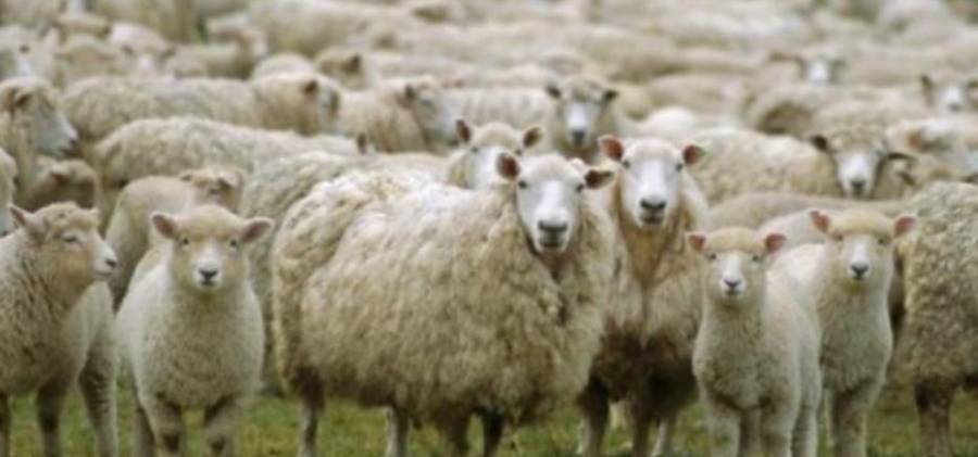 الحنيفات: الوزارة لن تسمح بدخول رأس أغنام جورجي واحد حي أو مذبوح... تفاصيل