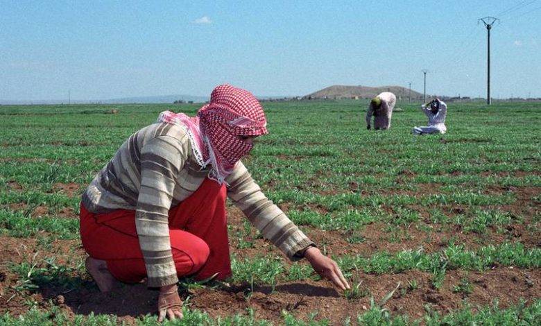 قرارات حكومية تضع المزارعين في مهب الريح