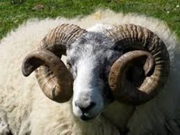 الزراعة تُنهي جدل الخراف الجورجية: لا يمكن بيعها على أنها “بلدية”