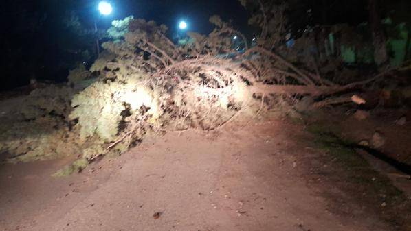 سقوط أشجار على الشارع الرئيسي في مأدبا إثر رياح قوية