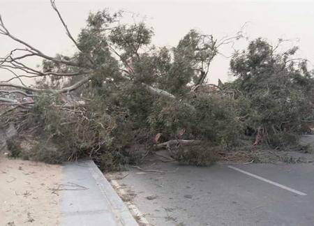 إربد .. رياح قوية تتسبب بسقوط أشجار على الطريق .. والبلدية تتحرك