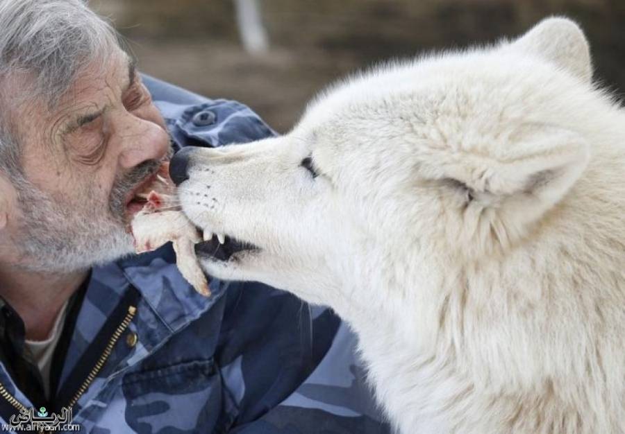 تجار اللحوم يكشفون عن أنيابهم في وجه ابوطلال العجرمي