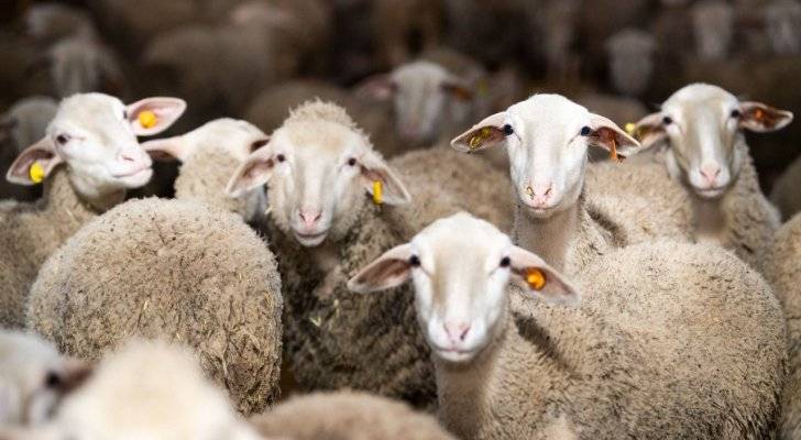 الزراعة تصدر 9 رخص لاستيراد اللحوم من جورجيا