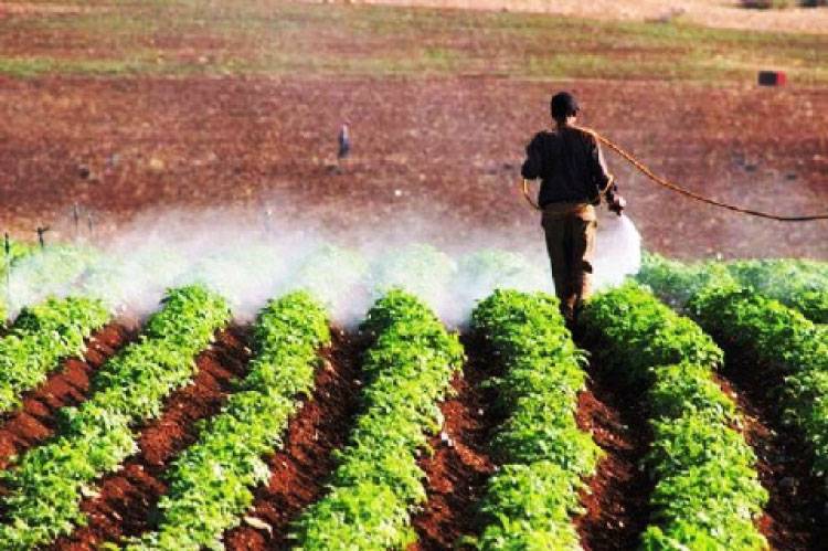“الزراعة” تمنع استخدام مبيدين زراعيين شديدي السمية