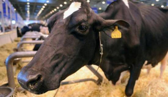 بعد الخراف.. العجارمة يدخل على خط العجول ويبشر الأردنيين