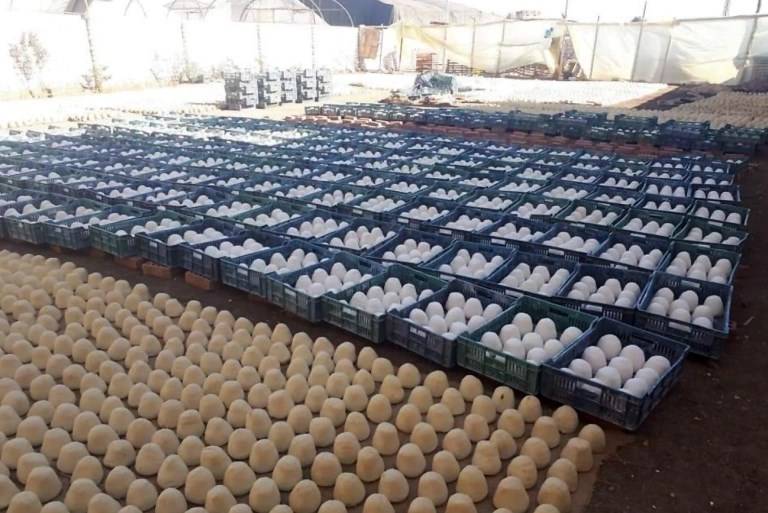 المجلس التصديري المصري للاردن : المصنع المضبوط غير مسجل ولم تثبت الواقعة