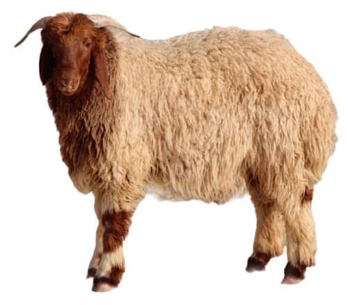 زراعة البادية الشمالية الغربية تدعو لحماية المواشي من الأجواء الباردة