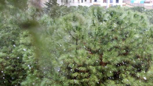 وزارة الزراعة تدعو المزارعين إلى التحوط من حالة الصقيع المتوقعة