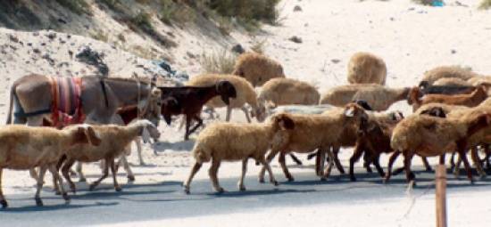 نفوق 30 رأساً من الاغنام في منطقة الكرامة بالشونة الجنوبية