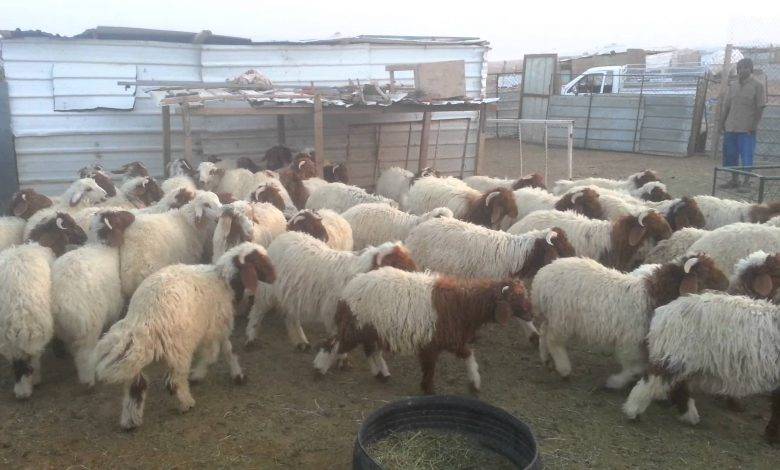 مادبا..”الحمى القلاعية” تتسبب بنفوق أعداد كبيرة من الأغنام