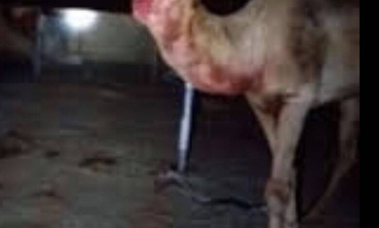 جمل يقتل صاحبه في المفرق