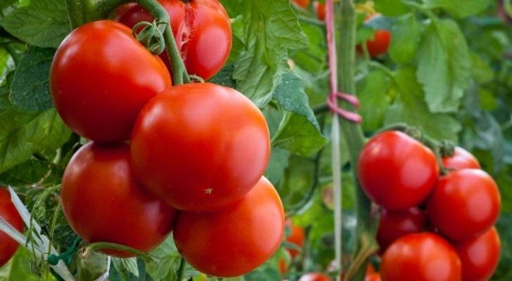 مصانع بالأغوار لتجفيف البندورة ضمن موازنة الحكومة