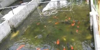 وفاة أربعيني غرقاً ببركة لتربية الأسماك في بني كنانة