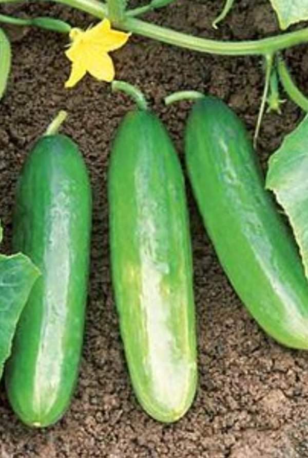 ارتفاع سعر الخيار في السوق المحلي