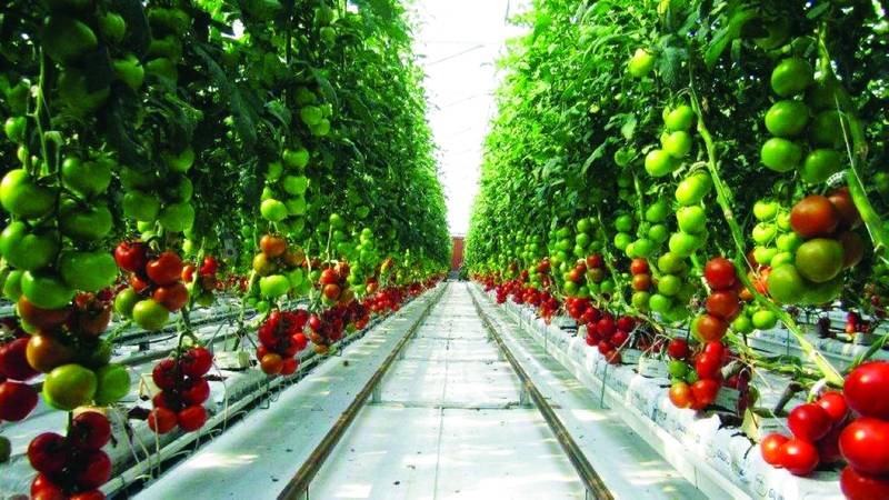 الزراعة بدون تربة احد الحلول لمواجهة التحديات المائية في الأردن