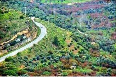 زراعة الكورة تنفذ حملة لتحصين المواشي من الحمى القلاعية