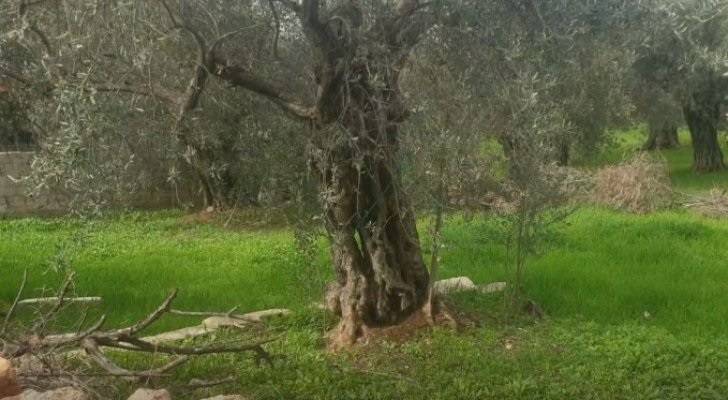 النسور يوضح سبب ظهور الروائح الغريبة في بيت إيدس