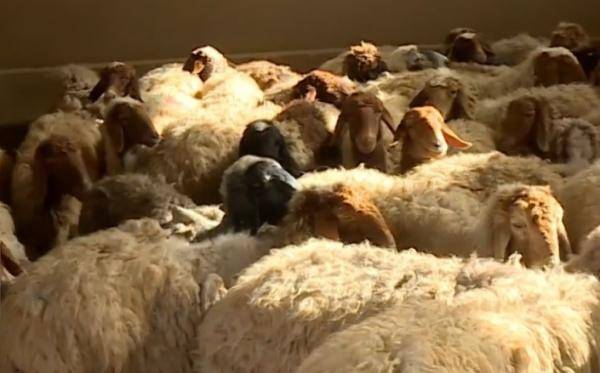 الزراعة توضح حول نفوق أغنام في المفرق