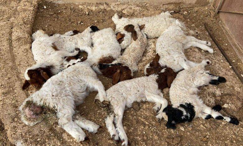 “زراعة المفرق” توضح بشأن نفوق الأغنام