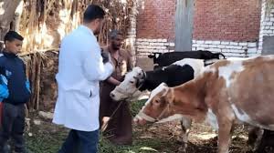 المفرق: توزيع 200 ألف جرعة لتحصين الثروة الحيوانية من الحمى القلاعية