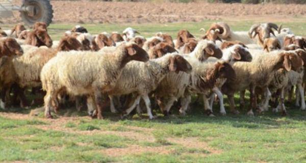 تحصين 25 ألف رأس ماشية ضد الحمى القلاعية بالمفرق