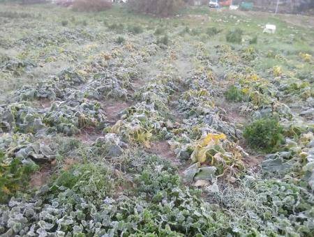 الصقيع يضرب محاصيل زراعية في وادي الأردن