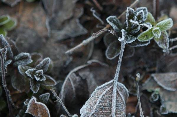 الكوسا والبطاطا الأكثر تضررا من الصقيع.. و”الزراعة” تحصر الخسائر
