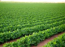 مختصون: خطة التنمية الزراعية ستنعش القطاع