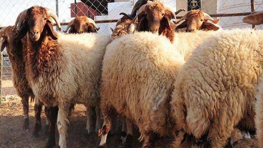 الزراعة: الأردن لا يصدر المواشي إلى روسيا والحمى القلاعية متوطنة دوليا