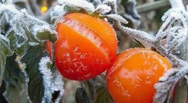 المجلس الزراعي: خسارة 80 من محصول الكوسا نتيجة الصقيع