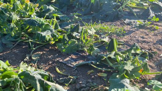 وزير الزراعة: تعويض المزارعين عن أضرار الصقيع وفق آليات صندوق المخاطر